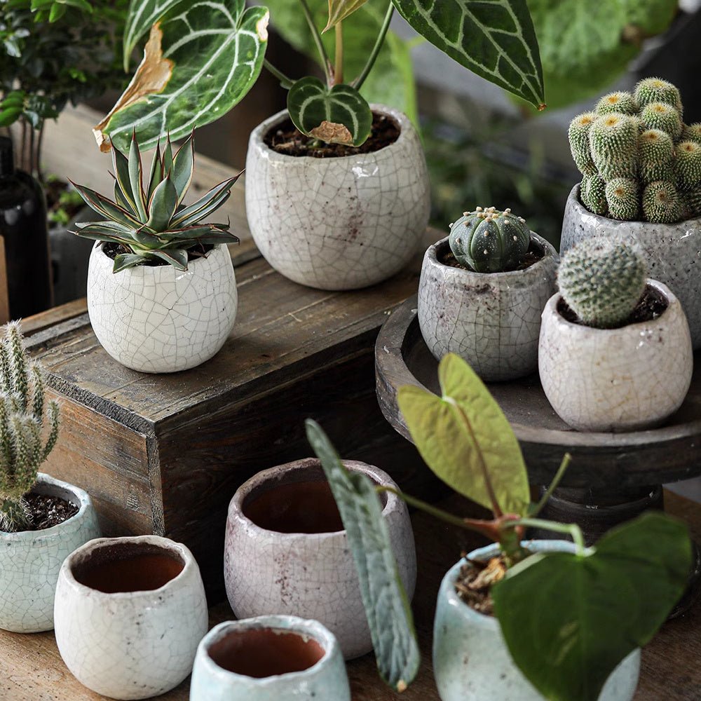 Crackle Glazed Succulent Pot Randomly Picked Set of 5