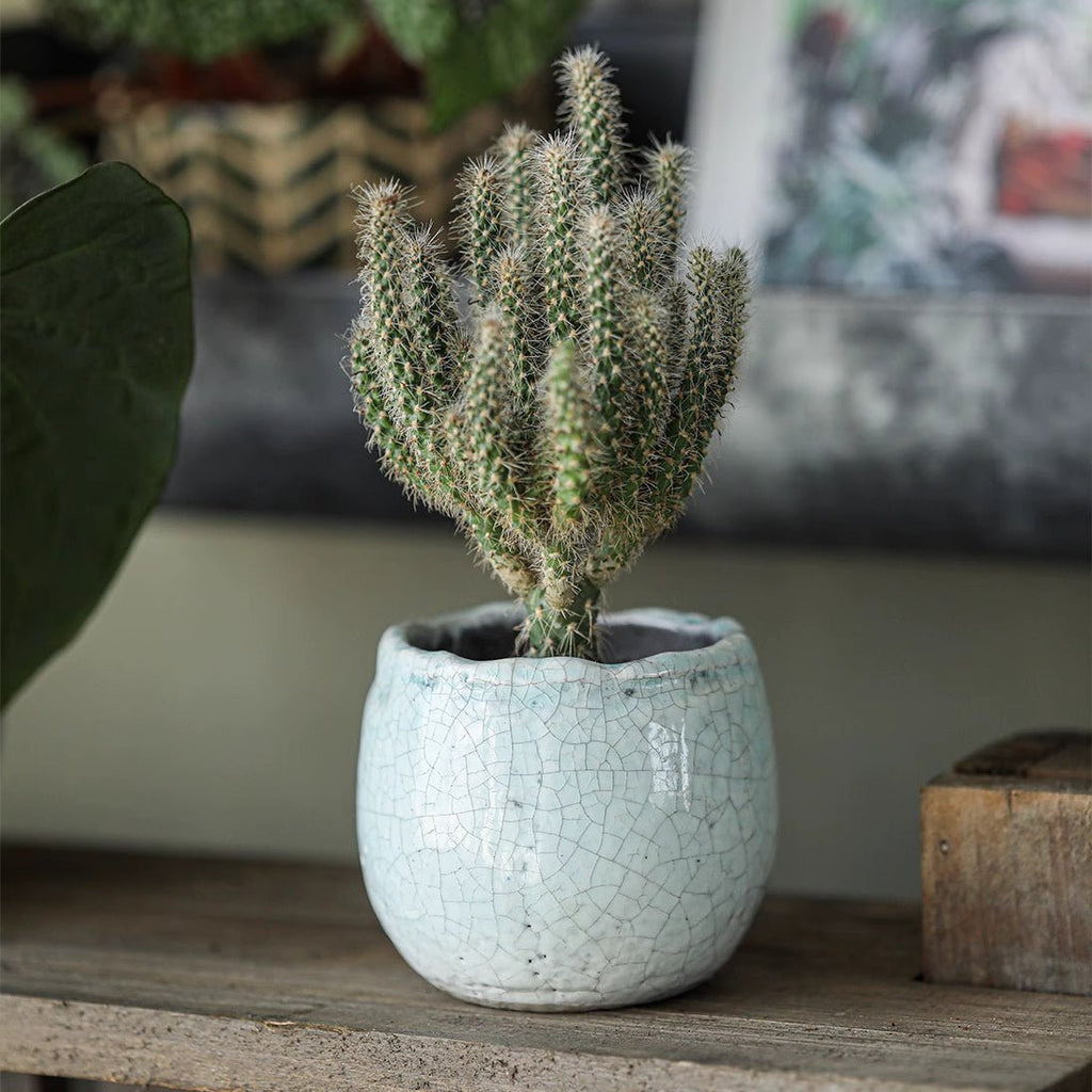 Crackle Glazed Succulent Pot Randomly Picked Set of 5
