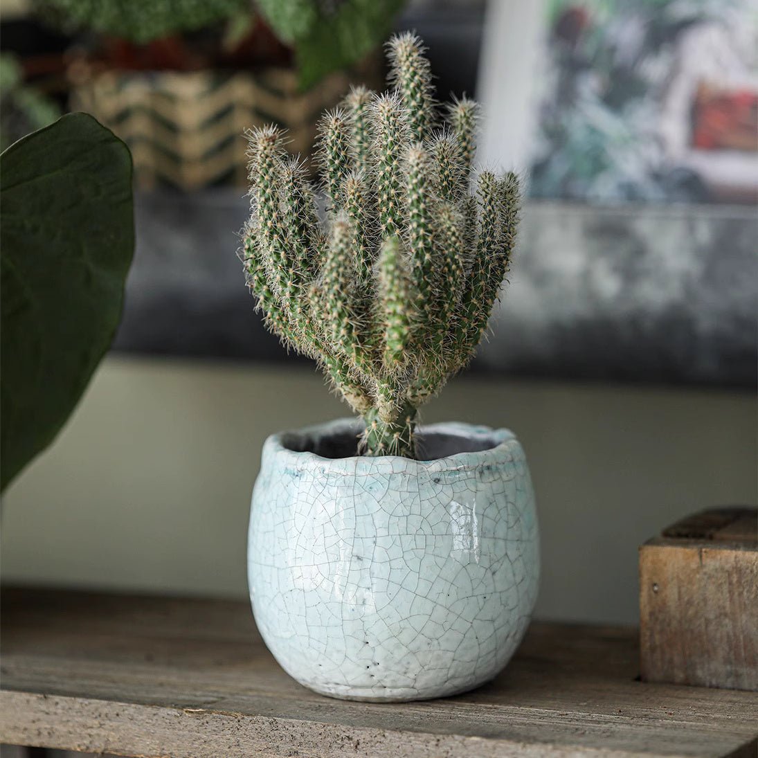 Crackle Glazed Succulent Pot Randomly Picked Set of 5