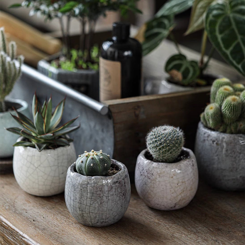 Crackle Glazed Succulent Pot Randomly Picked Set of 5