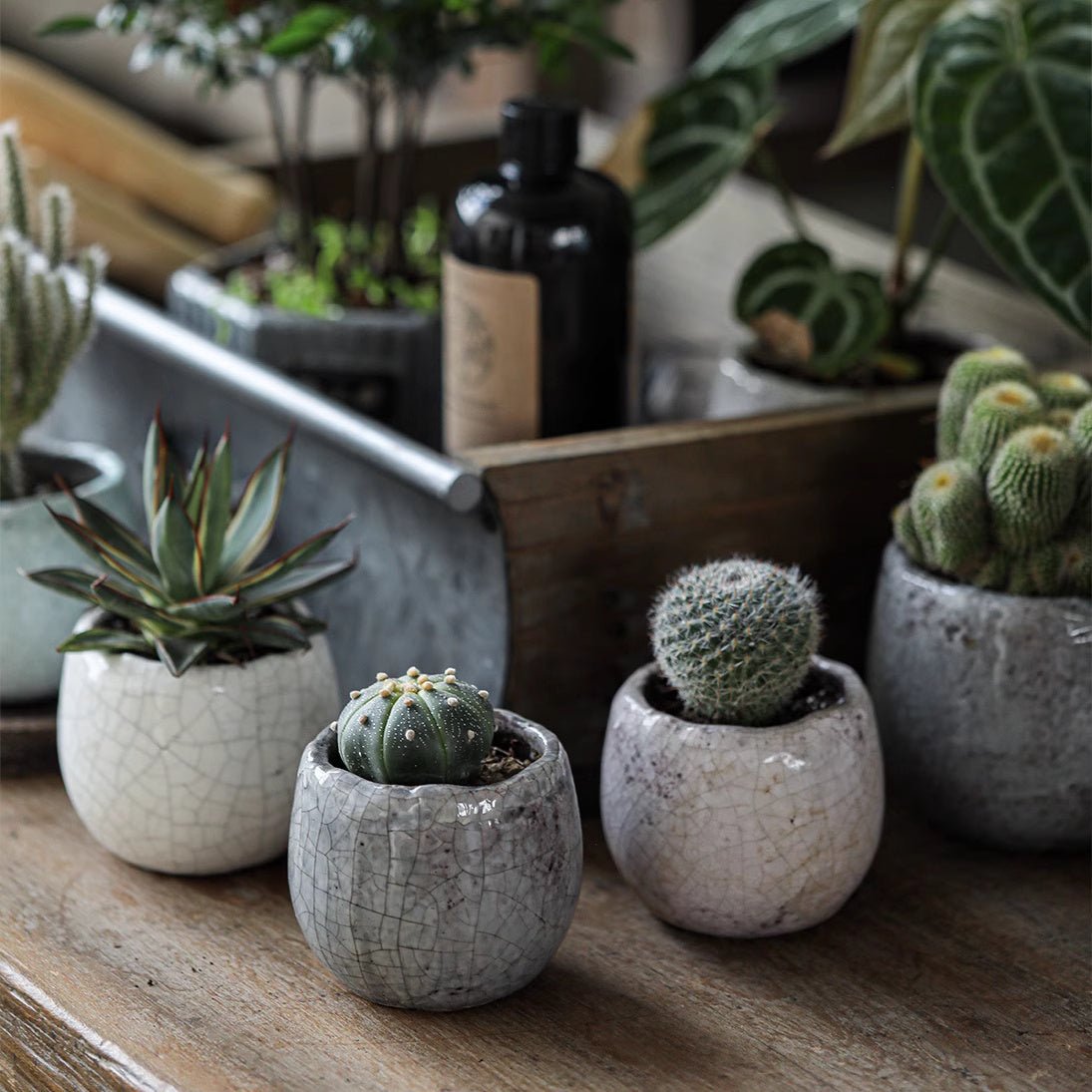 Crackle Glazed Succulent Pot Randomly Picked Set of 5