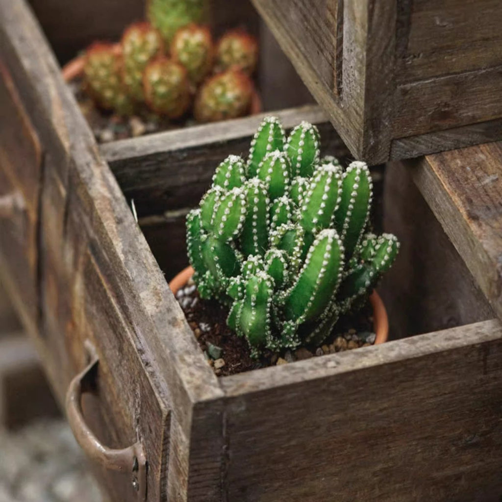 Farmhouse Wooden Box for Succulents or Flowers