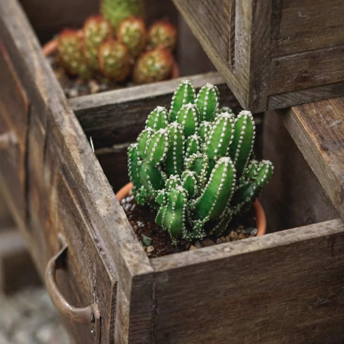 Farmhouse Wooden Box for Succulents or Flowers