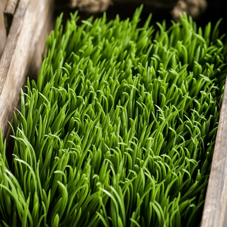 Faux Grass in Black Pot