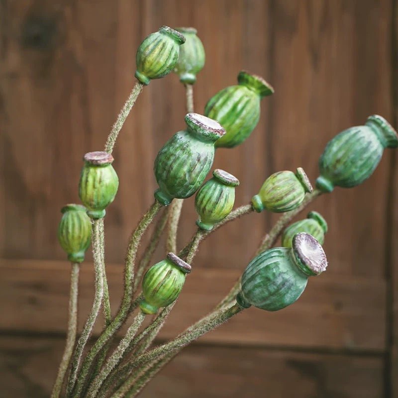 Green Poppy Fruit Stem 30.7" Tall 3-Stem Bundle