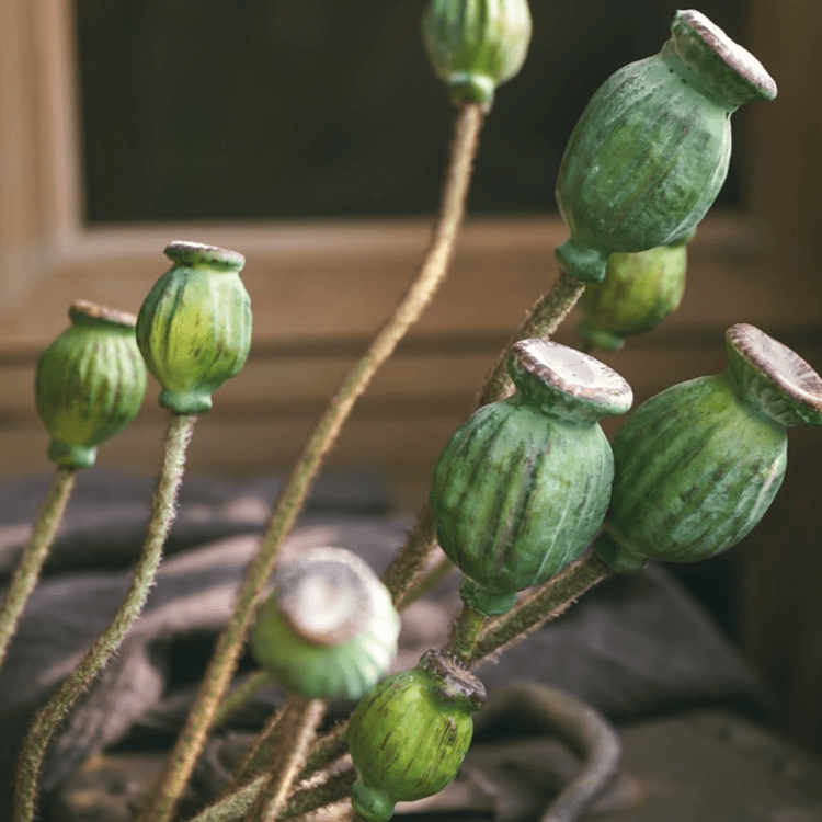Green Poppy Fruit Stem 30.7" Tall 3-Stem Bundle