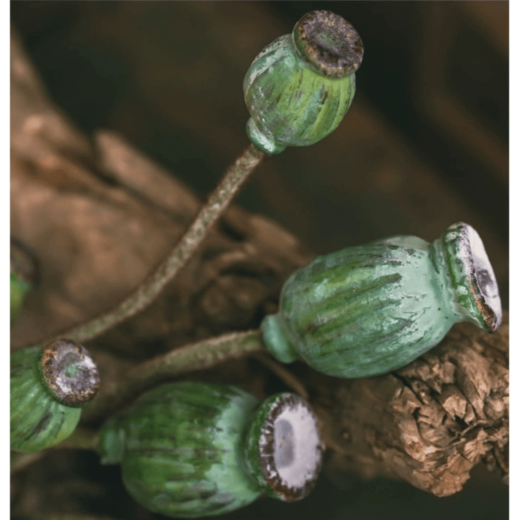 Green Poppy Fruit Stem 30.7" Tall 3-Stem Bundle