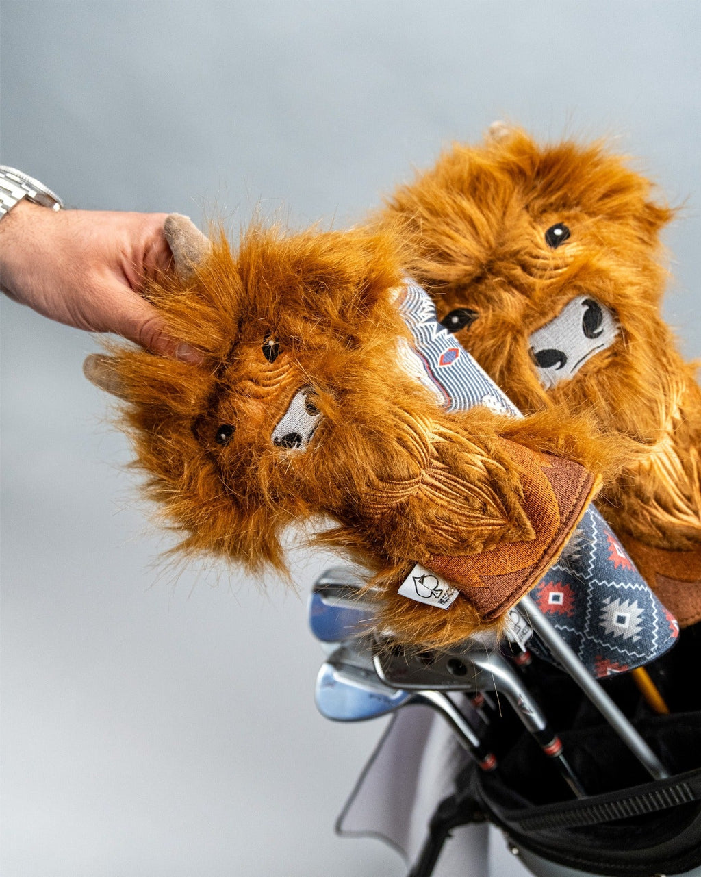 Highland Cow - Hybrid Cover