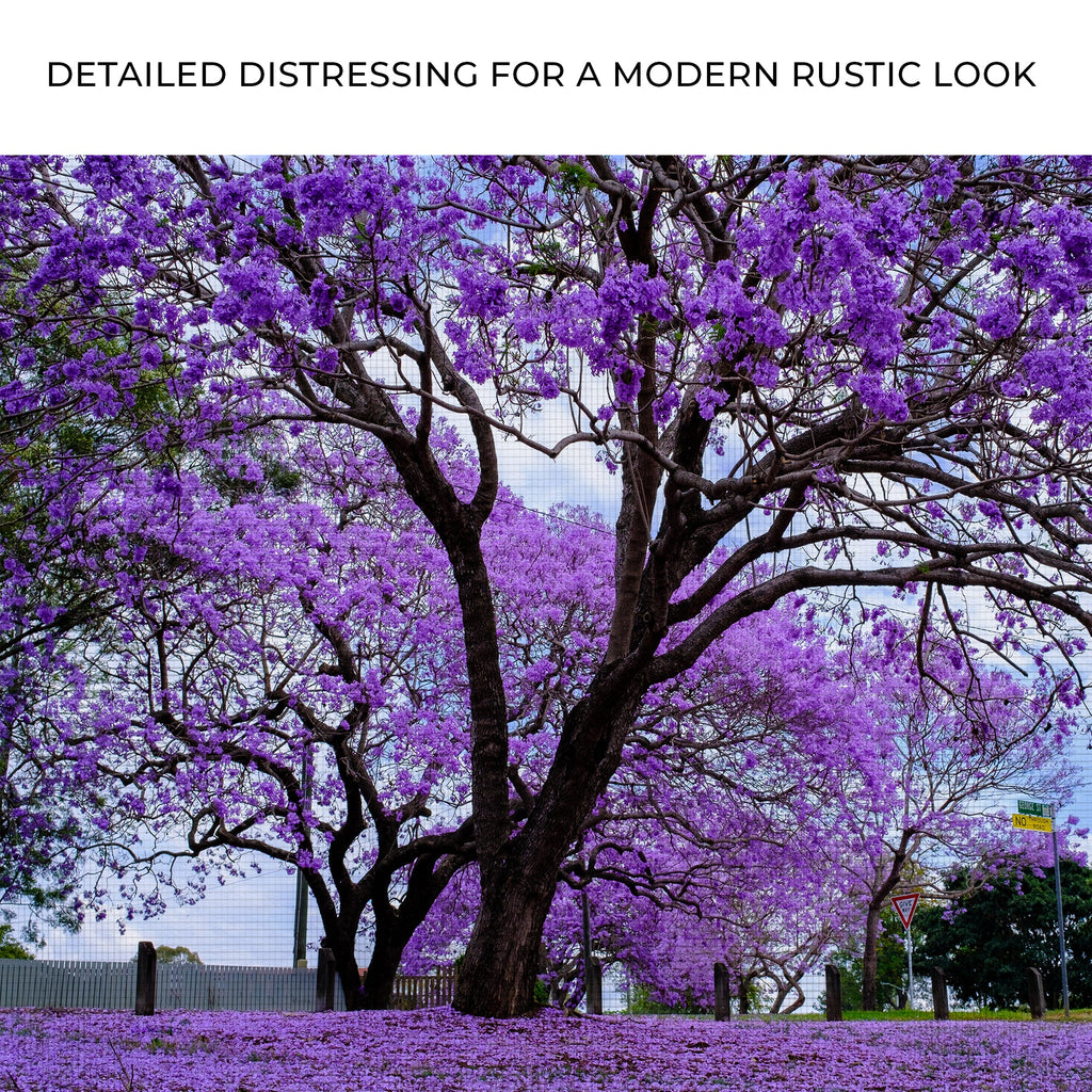 Jacaranda Trees Canvas Wall Art