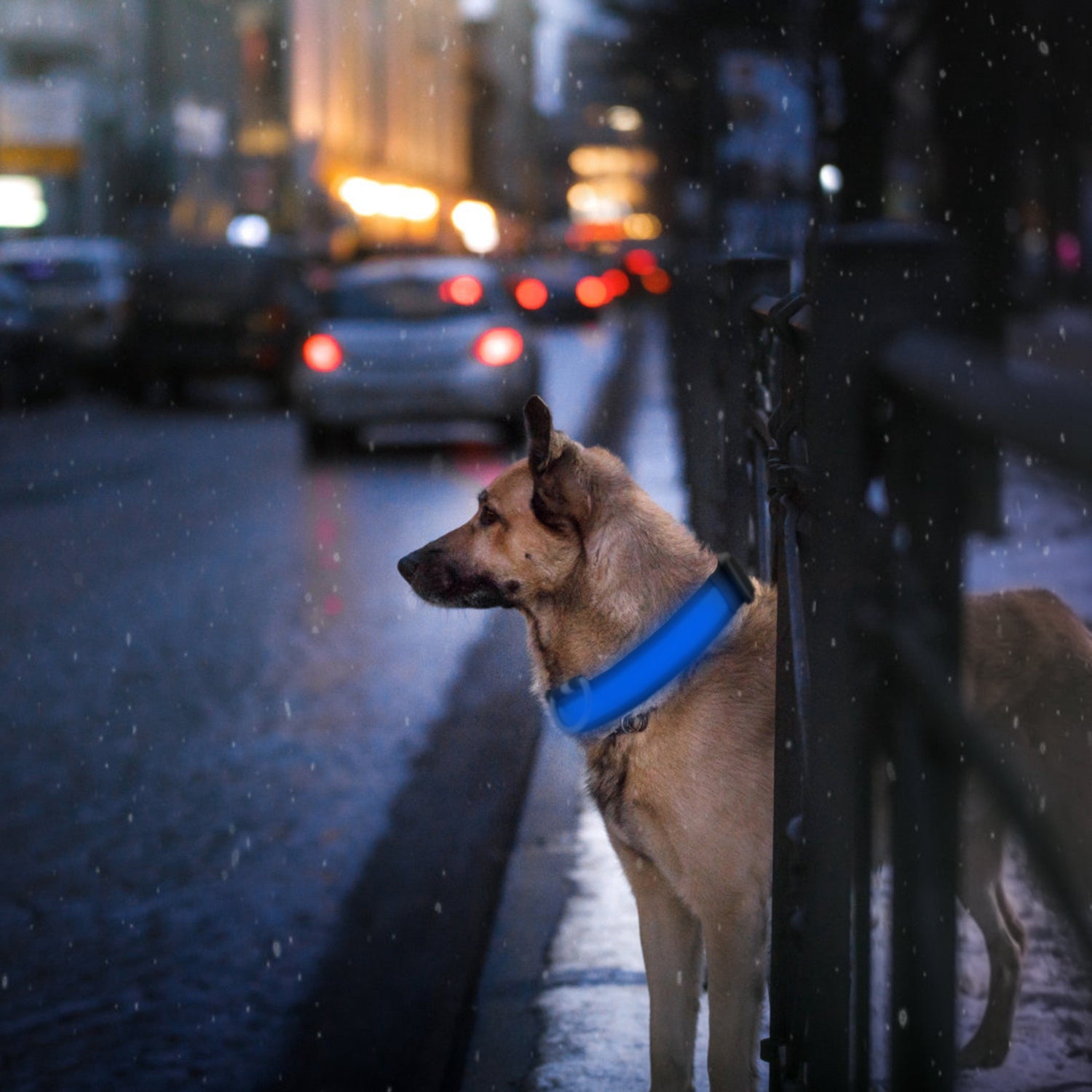LED Dog Collar USB Rechargeable Adjustable Dog Safety Collar Night Safety Flashing Luminous Light up Collar