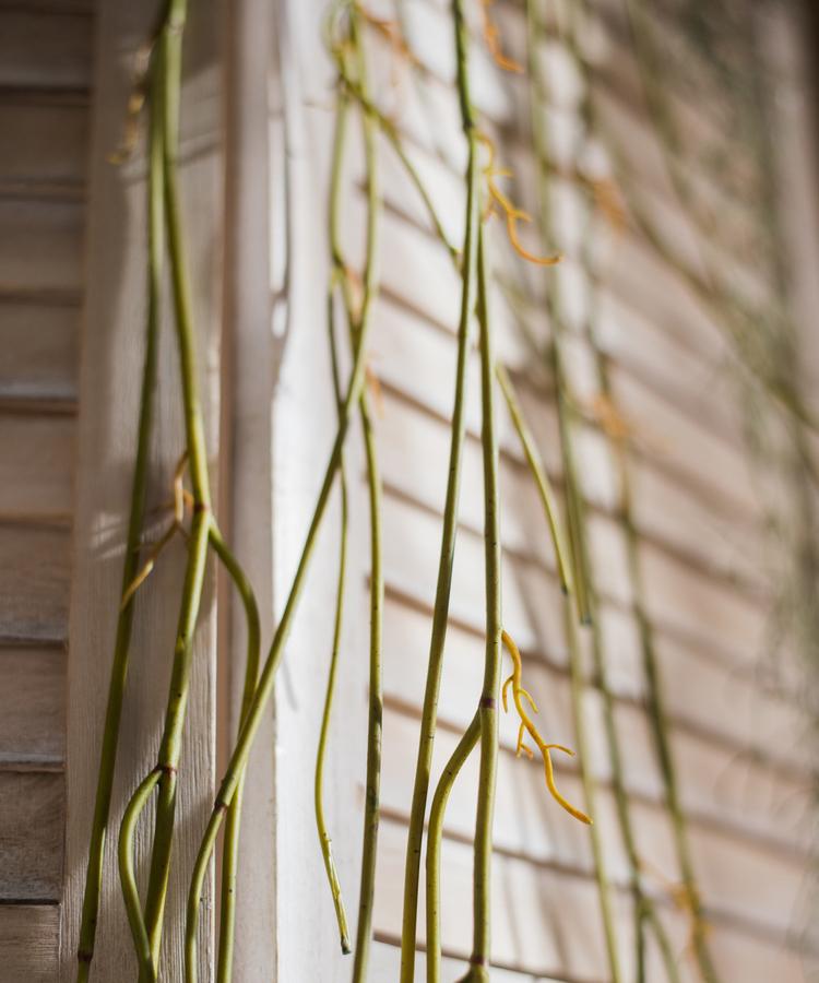 Artificial Green Weeping Willow Stem 55" Long