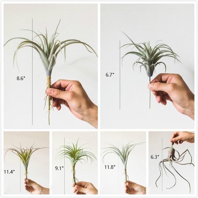 Artificial Faux Tillandsia Capitata Stem Randomly Picked Set of 5