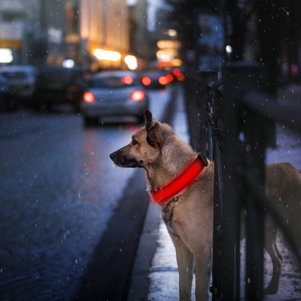 LED Dog Collar USB Rechargeable Adjustable Dog Safety Collar Night Safety Flashing Luminous Light up Collar