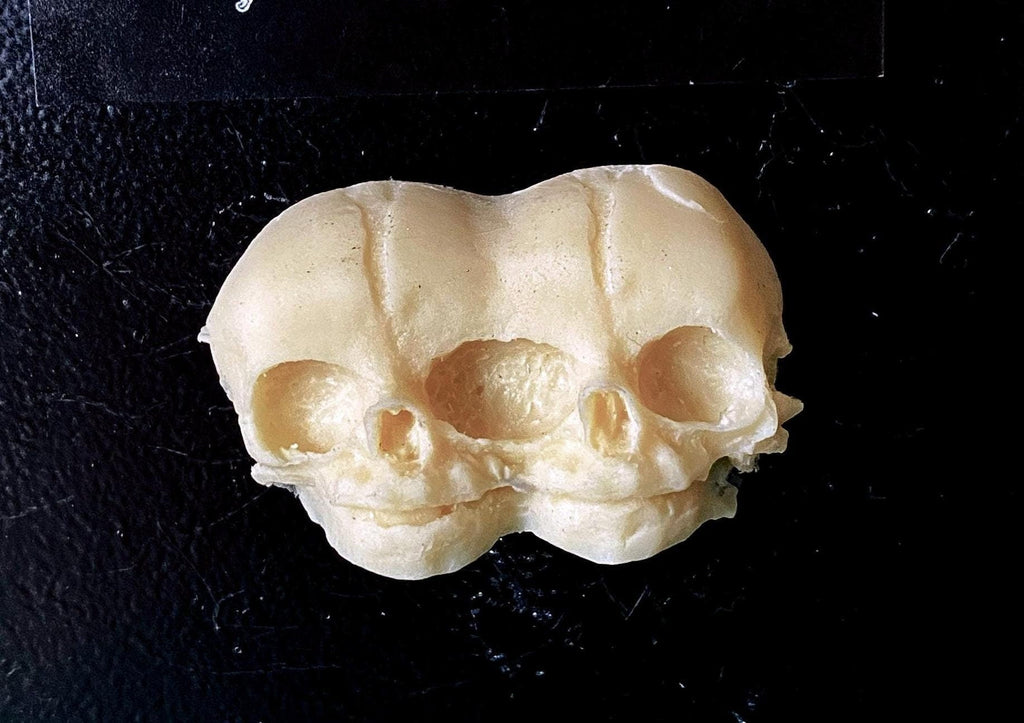 Conjoined Twins Skull  Magnet, Hand Painted Resin Sculpture | Gothic Fantasy Decor | Conjoined Skull Magnet for Fantasy and Gothic Decor