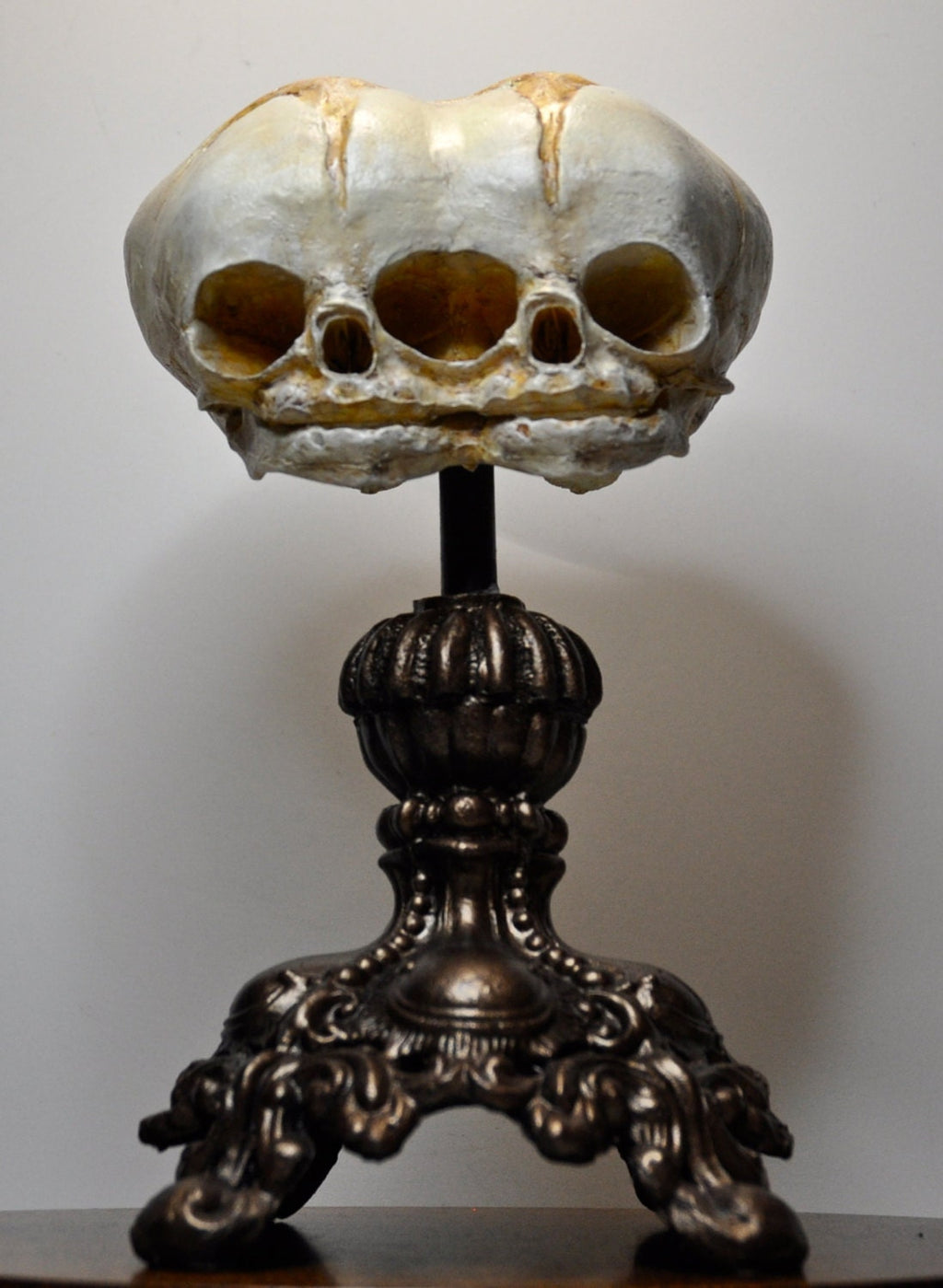 Conjoined Twins Fetal Skull Display