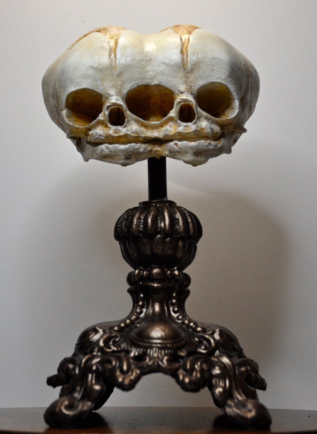Conjoined Twins Fetal Skull Display