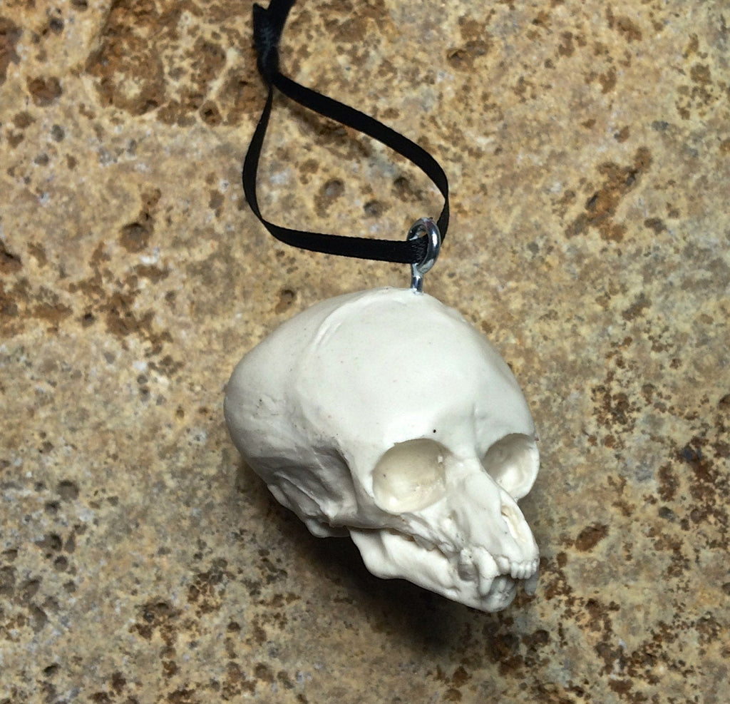 Werewolf Fetal Skull Ornament, Resin Sculpture | Gothic Fantasy Skull Figurine | Werewolf Skull Ornament for Fantasy and Gothic Decor
