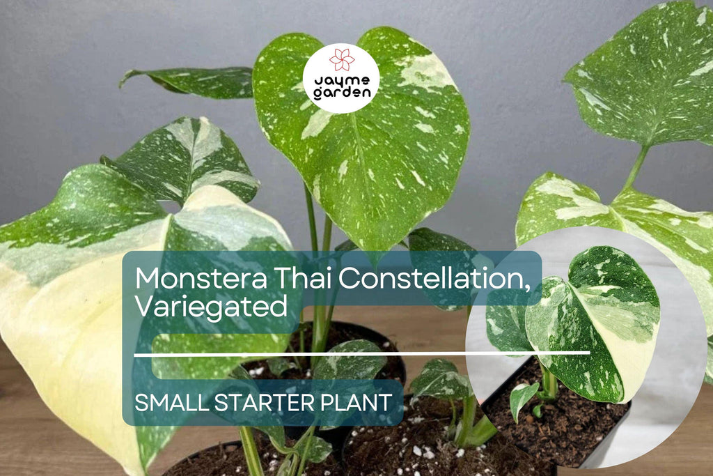 1 Monstera Thai Constellation Starter Plant - Variegated Monstera in 3" Pot - Unique Foliage for Indoor Decor & Tropical Plant Lovers
