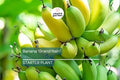 Banana 'Gran Nain' Musa Starter Plant | Live Organic Plant | Hardy, High-Yield | Chiquita Variety | Indoor & Outdoor Gardening