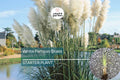 White Pampas Grass | Cortaderia selloana Starter Plug Plant | Hardy Ornamental Grass | Stunning Feathery Plumes
