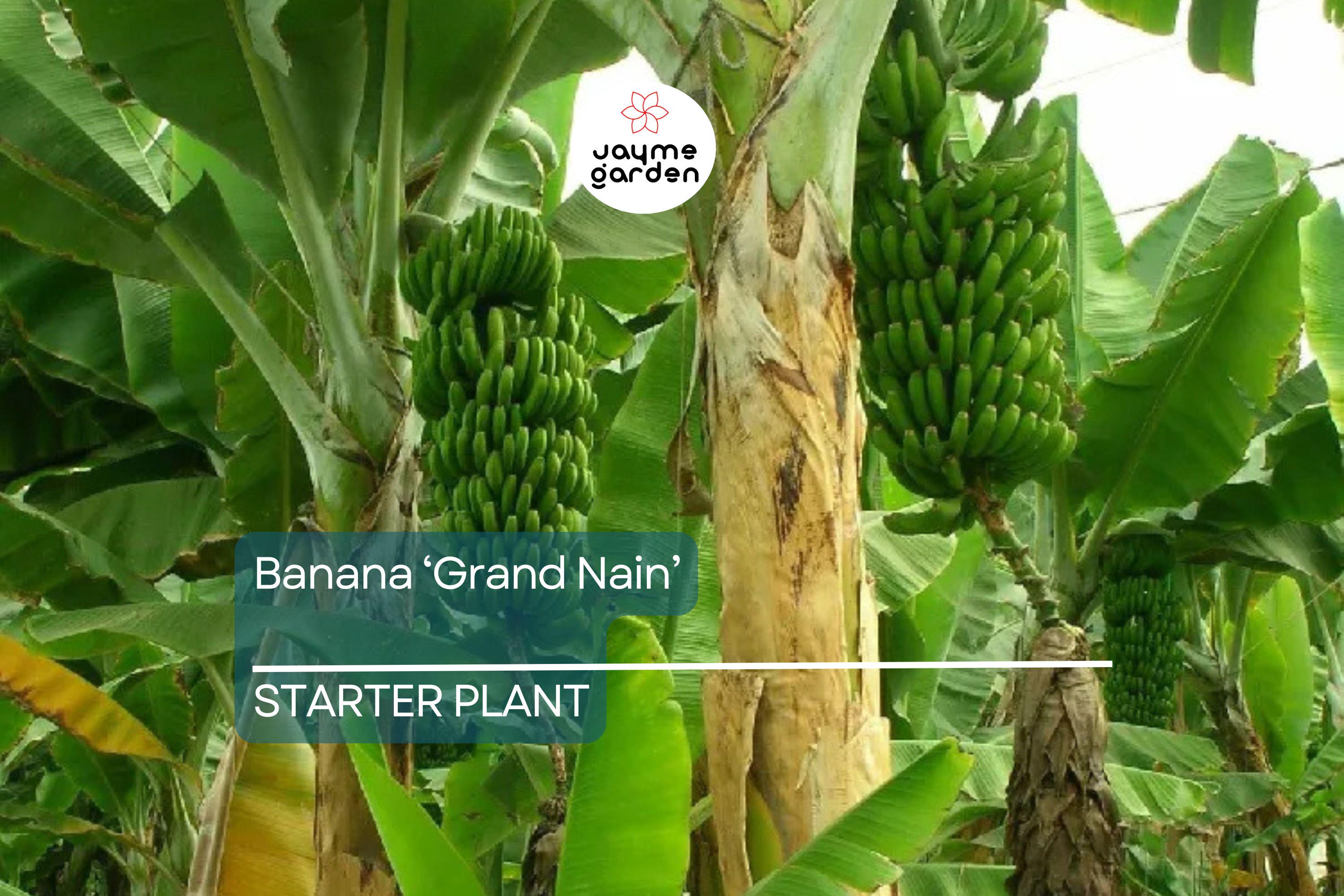 Banana 'Gran Nain' Musa Starter Plant | Live Organic Plant | Hardy, High-Yield | Chiquita Variety | Indoor & Outdoor Gardening