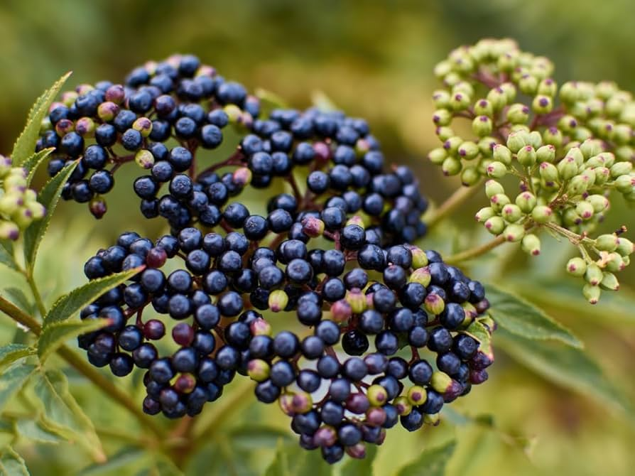 American Elderberry - 10 Cuttings - Sambucus canadensis - Organic Appalachian Grown - Pollinator Magnet - Fast Growing Shrub