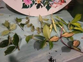 Variegated Hoya Lacunosa Cutting (Unrooted) - Exact Plant, Houseplant
