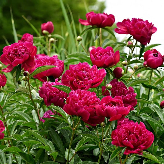 Peony 'Kansas' Bare Roots (2-3 Eyes) - Bright Red Double Blooms, APS Gold Medal Winner, Easy to Grow