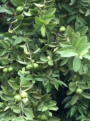 White Guava Tree Seedling - Tropical Live Plant with Pot - Ready to Plant, Sweet White Guava Fruit