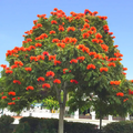 10 African Tulip Tree Seeds (Spathodea campanulata) – Exotic Blooms, 50 Ft Tall, Zones 10-12