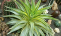 1 Pot Agave Desmetiana - Smooth Variegated Variegata Cactus Succulent - 6-8” Wide, Low-Maintenance Plant