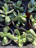 2 Rooted Jade Plants – Money Plant – Live Succulent Crassula Argentea – Easy to Grow – No Pot – Ready to Plant