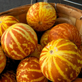Tigger Melon Seeds - Heirloom, Non-GMO - 90 Days to Maturity - Vibrant Striped Melons - USDA Zones 2-10 - Sweet & Aromatic