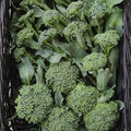 Broccoli Di Cicco 1 Gram Seeds - Heirloom Non-GMO Variety - Tender, Sweet, High-Yield Broccoli for Fresh Eating, Steaming, & Stir-Fries