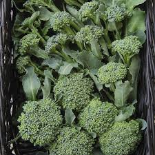 Broccoli Di Cicco 1 Gram Seeds - Heirloom Non-GMO Variety - Tender, Sweet, High-Yield Broccoli for Fresh Eating, Steaming, & Stir-Fries