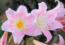 Amaryllis Belladonna Pink Naked Lady Bulb - Award-Winning, Fragrant Pink Blooms, Perfect for Rock Gardens, USDA Zones 8-11