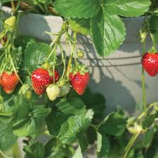 Seascape Strawberry Bareroot Plants | Everbearing | 10 Live Plants | Sweet & Juicy | USDA Zones 4-9 | High Yield and Disease Resistant