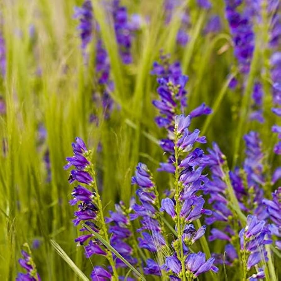 50 Seeds Penstemon Acuminatus | Sand-dune Beardtongue for Planting | Native Perennial Wildflower | Drought Tolerant | Pollinator Friendly