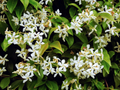 Night Blooming Jasmine - Cestrum Nocturnum - 6-10” Tall Potted Live Plant, Fragrant Flowers, Perfect for Gardens