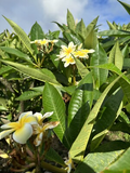 Yellow Plumeria Fresh Starter Cutting 10" Unrooted, Frangipani, Flowering, Tropical Perennial, Medium Sun, Hawaii Grown