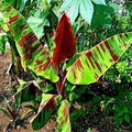 5 Red Tiger Darjeeling Banana Seeds (Musa sikkimensis) – Cold Hardy, Rare Tropical Look, Zone 5