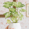 1 Syngonium Podophyllum ‘White Butterfly’ - 7" Unrooted Cutting - Arrowhead Plant for Indoor Decor, Terrariums & Tropical Houseplants