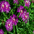 20 Ice Plant Seeds (Delosperma cooperi) - Hardy Succulent Ground Cover, 6" Tall, Magenta Flowers