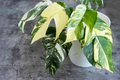 Epipremnum Pinnatum Albo Variegata Rooted Cutting - Healthy Houseplant with Strong Roots - Rare Variegated Foliage