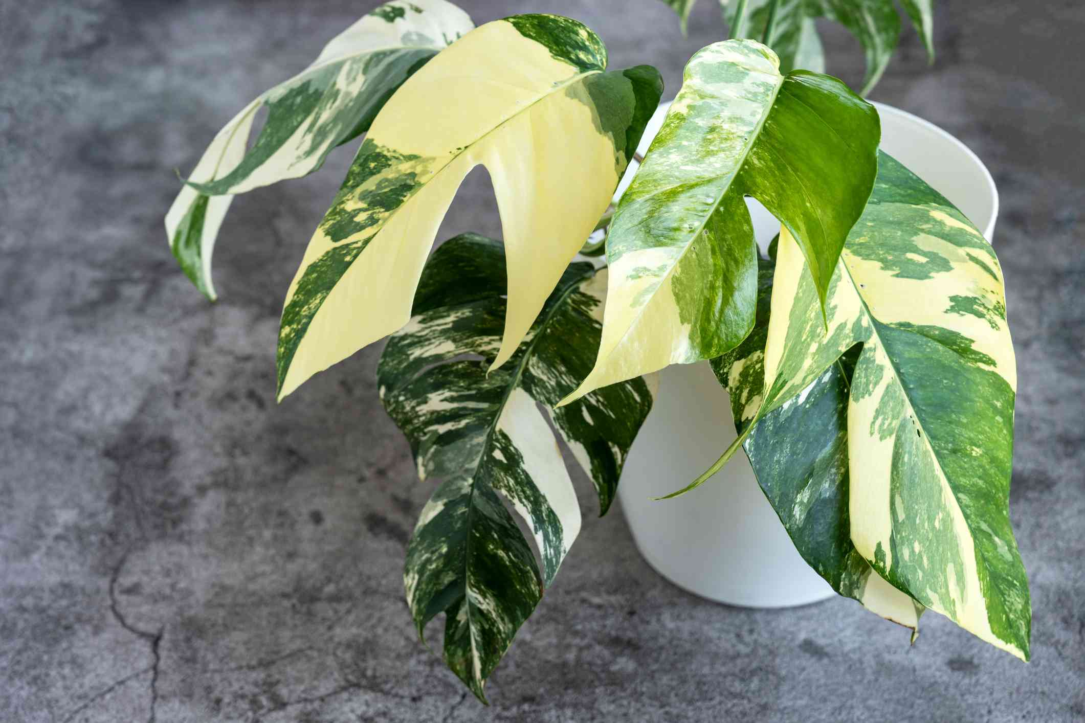 Epipremnum Pinnatum Albo Variegata Rooted Cutting - Healthy Houseplant with Strong Roots - Rare Variegated Foliage