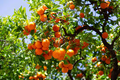 Satsuma Mandarin Orange Tree - Live Citrus Seedling, 4-10" Tall - Cold Hardy, Sweet Fruit, Fast Growing for Home Gardens & Containers