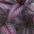 Strobilanthes Dyerianus Persian Shield Live Plant – 4” Tall, Purple Silver Foliage, Heat & Drought Tolerant