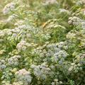 Cumin Seeds | Heirloom Non-GMO | Nutty Peppery Flavor | Culinary Herb | 12-20 Inches Tall | USDA Zones 3-9 |