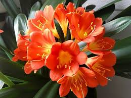 Clivia Miniata Bush Lily – Old Bare Root Plant – Orange Blooms – 15 Leaves – No Flower – Live Plant – Ready to Plant