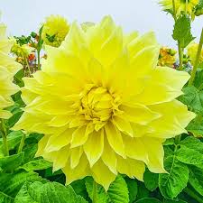 Dahlia Kelvin Floodlight 36-48" Live Flower Bulb Tuber | Yellow Dinnerplate Dahlia | Large 12" Blooms